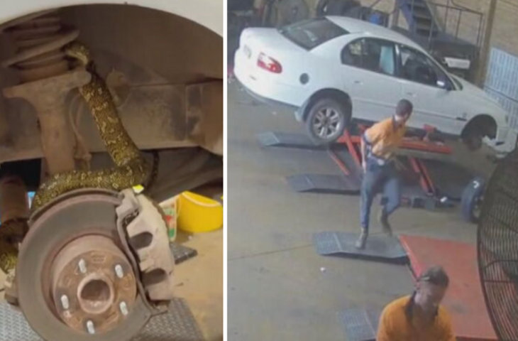 Viral Video :&nbsp;कार में छिपा था मौत का सौदागर! टायर खोलते ही सामने आया अजगर, देखकर मकैनिक की काँप गई रूह&nbsp;