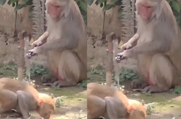 भीषण गर्मी में बंदर की समझदारी ने जीता दिल, पानी पीने के बाद बंद किया नल