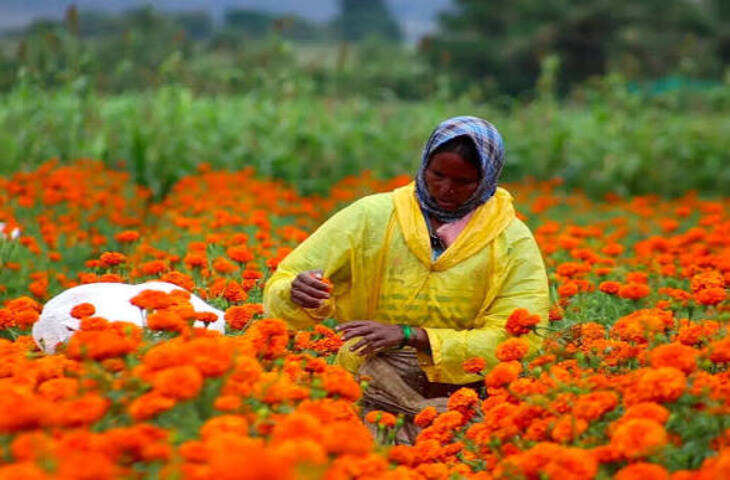 Bihar Farmer Scheme 2026: गेंदे की खेती करने वाले किसानों को वाहन खरीदने पर मिलेगी ₹3.25 लाख तक सब्सिडी, जानें आवेदन का तरीका