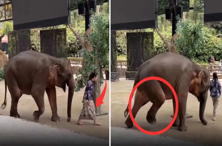 केयरटेकर को घायल देख बेचैन हुआ हाथी! इंसान और जानवर के अनोखे रिश्ते का वीडियो हुआ वायरल​​​​​​​
