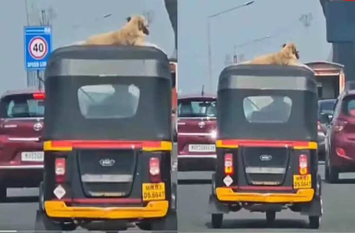 VIP मूड में सफर करते नजर आए डोगेश भाई, ऑटो की छत पर जमाया अपना सिंहासन, Video Viral