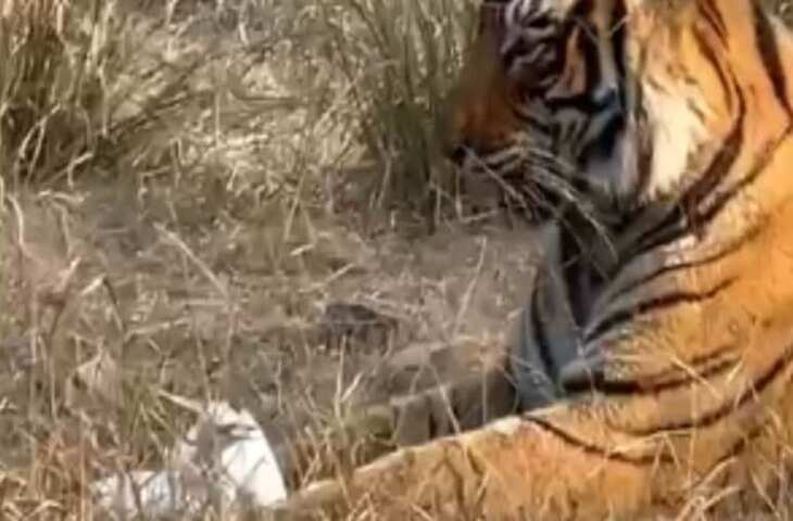 रणथंभौर टाइगर रिज़र्व में बाघ और पक्षी की अनोखी मुलाकात, सैलानियों ने वीडियो किया वायरल