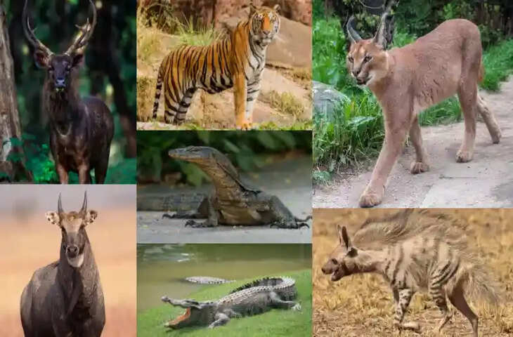 Tiger Safari का मतलब सिर्फ बाघ नहीं! सरिस्का में दिखती है अद्भुत जैव विविधता, वीडियो में जाने यहां कौन-कौन से जीवों के होते है दर्शन&nbsp;