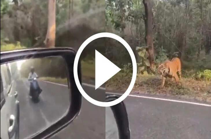 चंद्रपुर-मूल मार्ग पर बाघिन का आतंक, बाइक सवार पर किया हमला, मची चीख-पुकार, देखें VIDEO