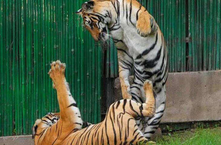 International Tiger Day 2026: बाघों के संरक्षण का संदेश देता है यह खास दिन, जानिए क्यों है जंगलों के लिए जरूरी