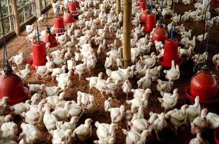Poultry Farming Business: ₹50 हजार से शुरू करें मुर्गी पालन का कारोबार, 30-35 दिन में बिक्री के लिए तैयार हो सकते हैं ब्रॉयलर