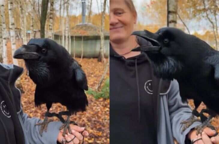 थैंक्यू सर…कौवे ने दिखाई अद्भुत बुद्धिमानी मदद मिलते बोलने लगा इंसानी भाषा, इन्टरनेट पर वायरल हुआ वीडियो 