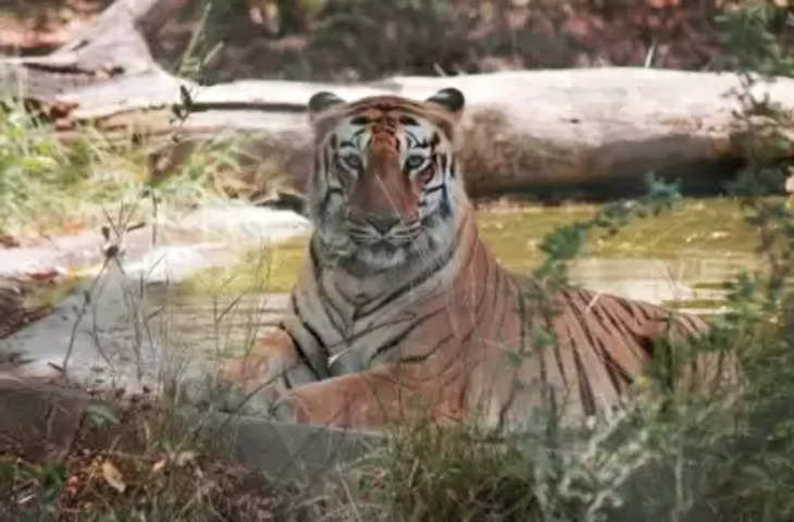 Madhya pradesh में बाघ आंकलन की तैयारी