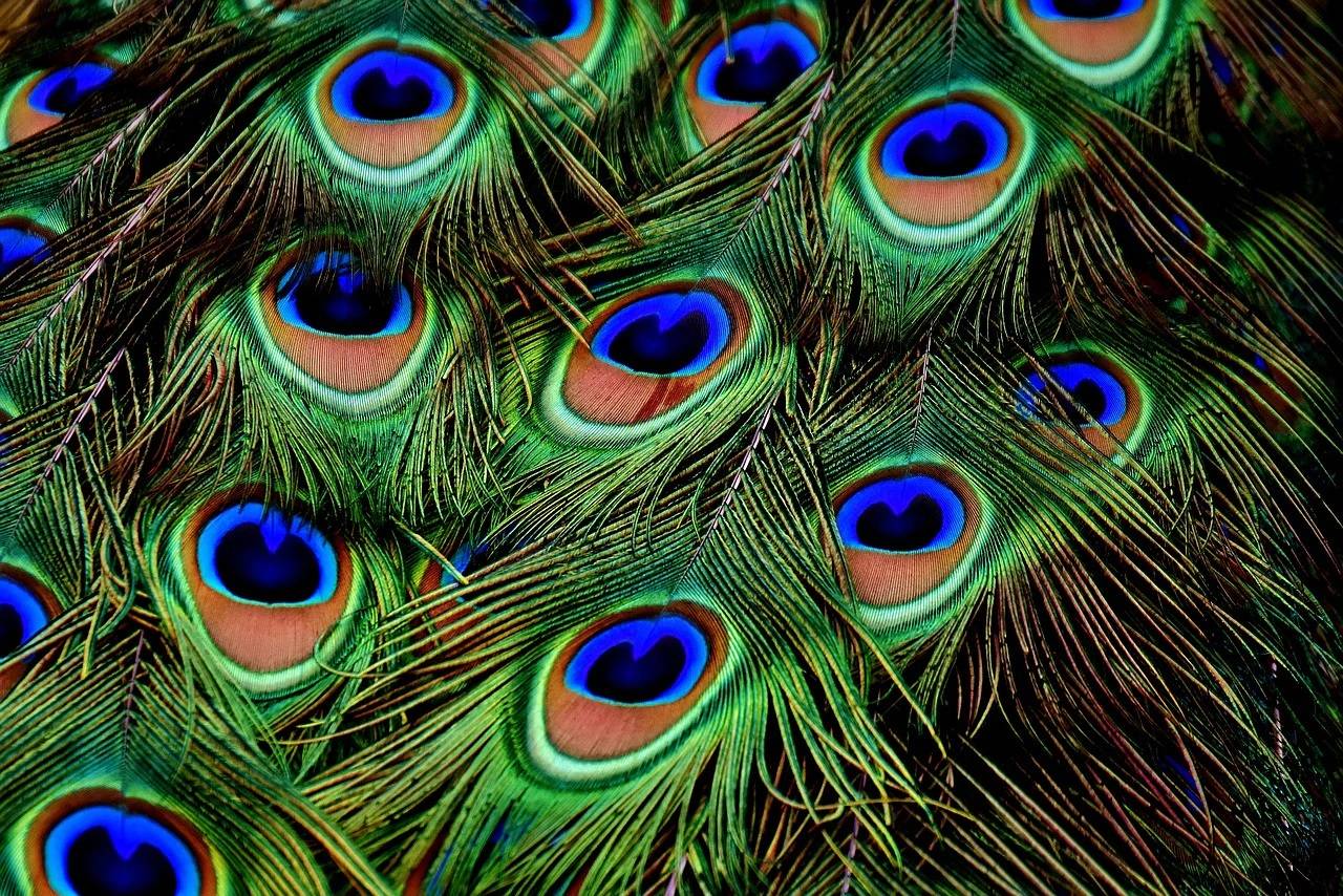 Janmashtami festival 2022 vastu tips mor pankh benefits peacock feathers