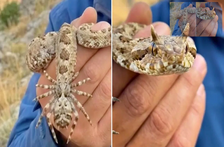 &lsquo;मायावी&rsquo; सांप ने मचाया तहलका, पूंछ से मकड़ी का भ्रम पैदा कर करता है शिकार