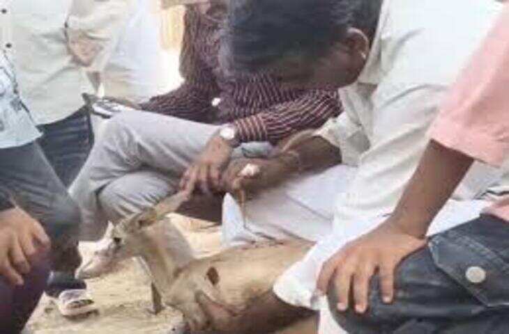 राजस्थान में मानवता की मिसाल: घायल हिरणी को परिवार ने दिया नया जीवन, स्वस्थ होने पर जंगल में छोड़ा