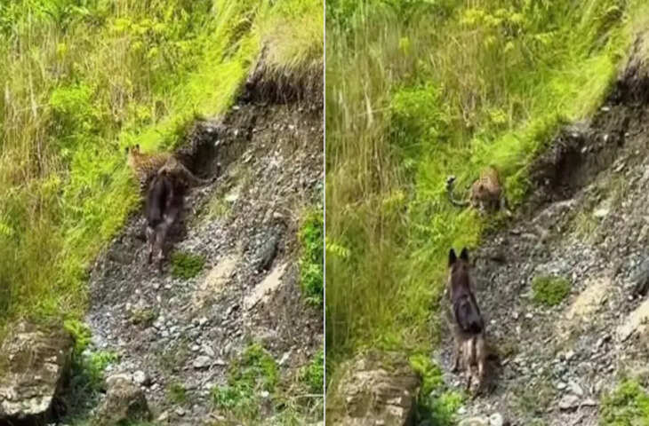 सोशल मीडिया पर इन दिनों एक वीडियो वायरल हो रहा है, जिसमें "डोगेश भाई" नाम के एक शख्स और एक तेंदुए के बीच लड़ाई दिखाई दे रही है। शुरुआत में तो लगा कि तेंदुआ अपनी ताकत दिखाकर सबको डरा देगा, लेकिन जैसे-जैसे वीडियो आगे बढ़ा, स्थिति पूरी तरह बदल गई।  डोगेश भाई का पावर मोड!  वीडियो में, डोगेश भाई आत्मविश्वास से तेंदुए के सामने खड़े दिखाई दे रहे हैं। उनकी चाल और मुद्रा से ऐसा लग रहा है जैसे उन्हें किसी का डर नहीं है। कैमरे पर उनकी बॉडी लैंग्वेज और हाव-भाव ने सबका ध्यान खींचा। लोग कह रहे हैं, "भाई की ताकत के आगे तेंदुआ भी अवाक रह गया!" डोगेश भाई के एक कदम आगे बढ़ते ही तेंदुए का घमंड गायब हो गया। उनकी हालत देखकर यूजर्स खुश हो गए: "शुरू में तो मुकाबला कांटे का लग रहा था, लेकिन तेंदुआ डरी हुई बिल्ली बन गया!"  डोगेश भाई अवाक रह गए!  यह वीडियो इंस्टाग्राम पर (@kelly_uttarakhand) नाम के अकाउंट से शेयर किया गया है। कैप्शन में लिखा है, "अगर लड़ाई हुई तो कौन जीतेगा...?" इस वीडियो को 11 लाख से ज़्यादा बार देखा जा चुका है और 19,000 से ज़्यादा बार लाइक किया गया है। कमेंट्स में लोग डोगेश भाई को "असली सिंघम" और "पावर किंग" कह रहे हैं। यह वीडियो इंस्टाग्राम, एक्स और यूट्यूब पर खूब शेयर किया जा रहा है। यूज़र्स कह रहे हैं, "अब तो चीते को भी समझ आ गया है कि हर जंगल में एक शेर होता है, और वो शेर डोगेश भाई हैं!"