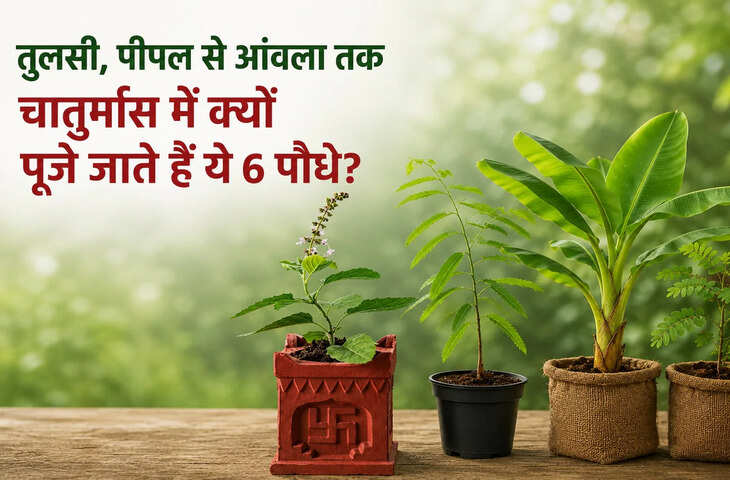 Chaturmas 2026: चातुर्मास में पेड़-पौधों की पूजा का क्या है महत्व? जानें तुलसी से आंवला तक 6 पवित्र पौधों की महिमा