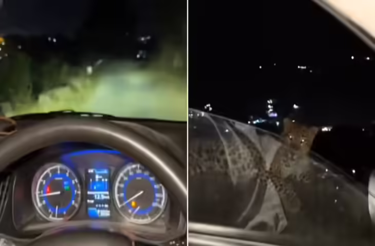 पहाड़ों में रात को निकले तो रास्ते में बैठा मिला तेंदुआ, मजे-मजे में कार रोक दोस्त ने खोल दिया शीशा, वीडियो वायरल