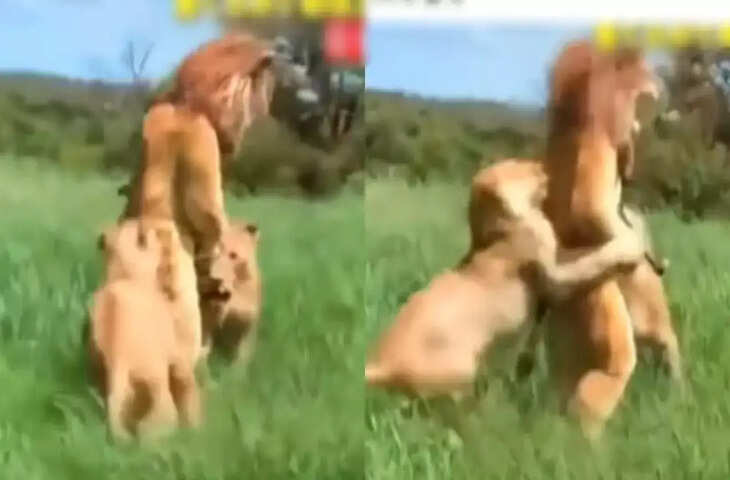 Viral Video: असली शेर के सामने नकली शेर बना इंसान, अचानक जड़ दिए थप्पड़, आगे का सीन देखकर आप भी रह जाएंगे दंग