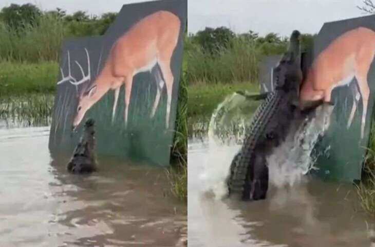 OMG : पानी के सबसे खतरनाक शिकारी को भी बना दिया उल्ल्लू, प्रैंक का वायरल वीडियो देख नहीं रुकेगी हंसी&nbsp;