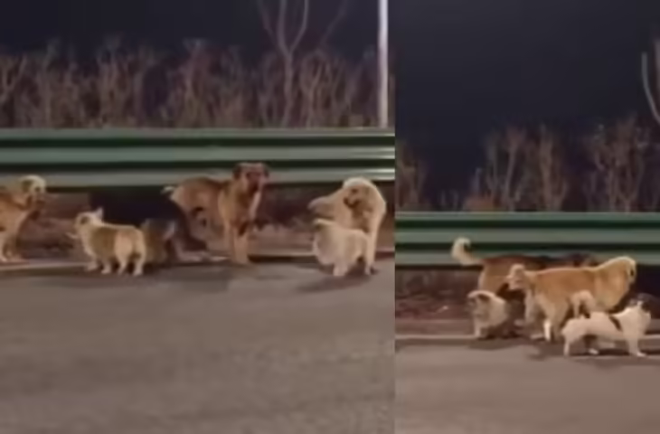 सोशल मीडिया पर वायरल हो रही कुत्तों की टोली! ट्रक से कूदकर पहुँच गए अपने मालिक के पास, देखे वायरल वीडियो&nbsp;