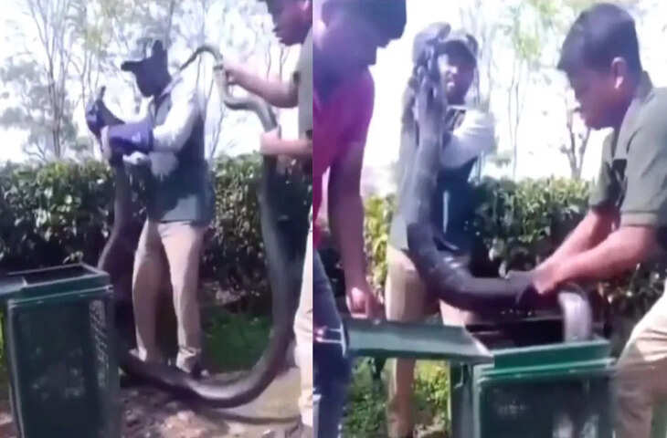 18 फुट लंबे किंग कोबरा को पकड़ते ही लोगों की उड़ गई नींद, वीडियो वायरल