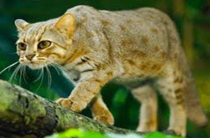 ये है दुनिया की सबसे छोटी जंगली बिल्ली, जो जंगल में करती है रात का शिकार