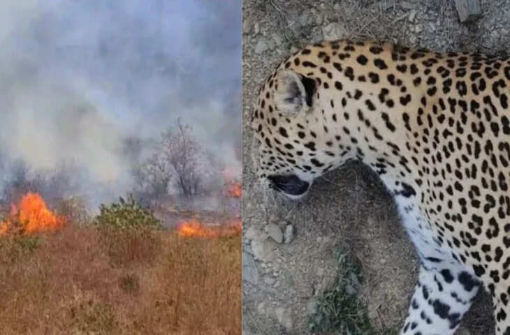 जंगल की आग में ज&zwj;िंदा जल गया पैंथर, आग बुझने के बाद मिला अधजला शव