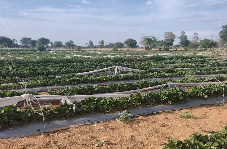 इस खेती से किसान बन सकते हैं मालामाल: सिर्फ 4 बीघा खेत से 15 लाख तक की कमाई, जानिए कैसे