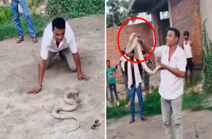 Viral Video: जहरीले सांप ने ली स्नेक कैचर की जान? ऑन कैमरा मौत के दावे से मचा हड़कंप, लोग बोले- &ldquo;कितना खतरनाक काम&rdquo;