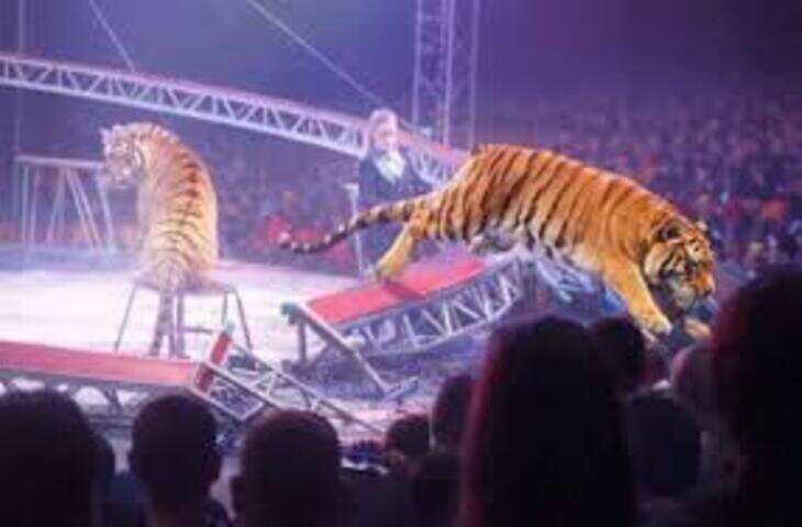 सर्कस शो के दौरान बड़ा हादसा: बाघ दर्शकों के बीच कूदा, वीडियो वायरल