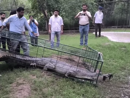 जैसलमेर की नहर से रेस्क्यू किया गया 10 फीट लंबा घड़ियाल पहुंचा पंजाब, छतबीड़ चिड़ियाघर में रखा जाएगा