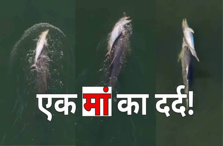 समंदर में मां की ममता का दर्दनाक नजारा! मृत बच्चे को पीठ पर लेकर तैरती डॉल्फिन का वीडियो हुआ वायरल