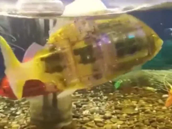 एक्वेरियम में तैरती दिखी रोबोट फिश! असली और नकली का फर्क भूल जाएंगे आप