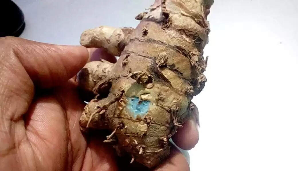 Black turmeric benefits black turmeric tricks&nbsp;