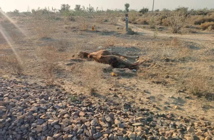 ट्रेन की चपेट में आने से पशुओं की मौत से ग्रामीणों में बढ़ा आक्रोश