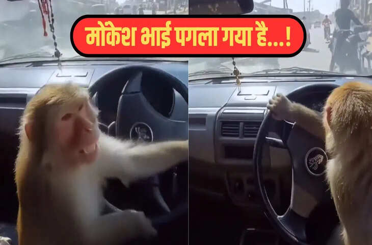 रोड पर कार दौड़ाता दिखा बंदर, फिर जो हुआ&hellip;वीडियो देखकर नहीं होगा यकीन
