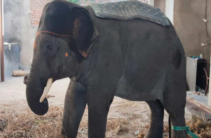 अरुणाचल प्रदेश से जयपुर पहुंचा 10 साल का हाथी, 18 साल बाद आमेर लाया गया नर हाथी