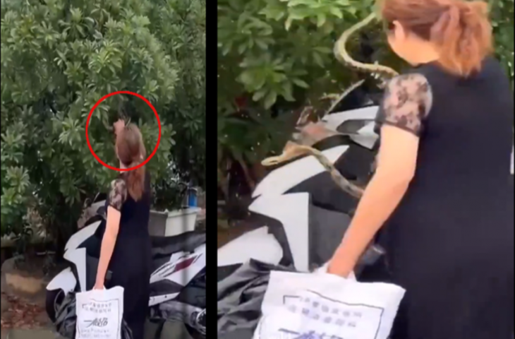 पेड़ में छिपा बैठा था खतरनाक सांप, महिला ने खिलौने की तरह पकड़ा और...