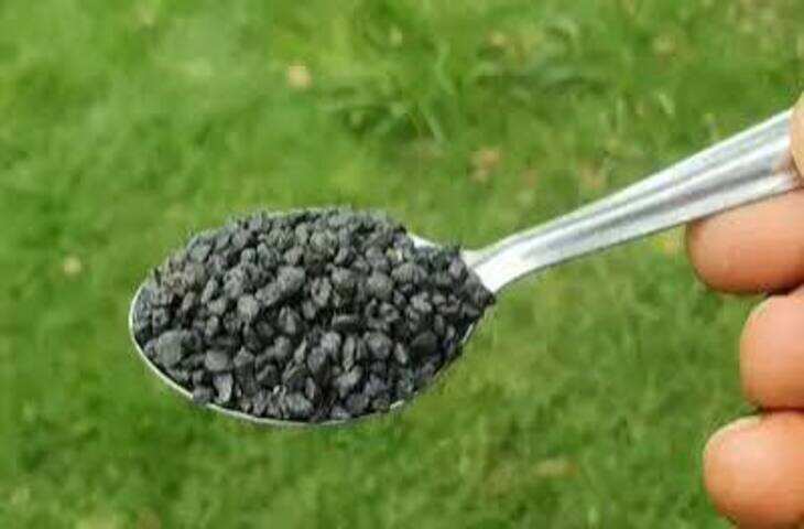 सूखे और मुरझाए पौधों में जान फूंक देगी 'चाय पत्ती की खाद', गमलों में भर-भरकर आएंगे फल और फूल