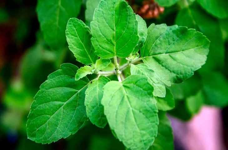Read tulsi chalisa for home prosperity