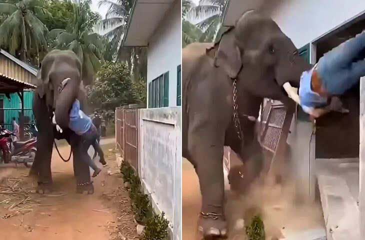 हाथी के हमले का खौफनाक वायरल वीडियो: असली या फर्जी? सोशल मीडिया पर फैली सनसनी पर उठे सवाल