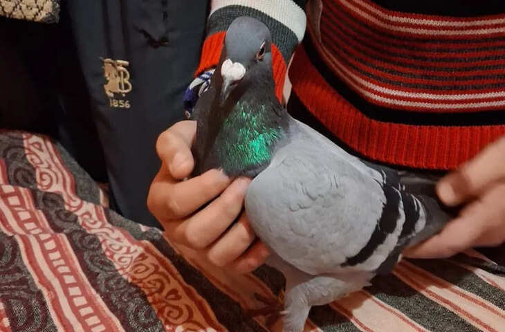 पैर में बंधा छल्ला, लिखा खास कोड&hellip;कश्मीर में मिला संदिग्ध पाकिस्तानी कबूतर
