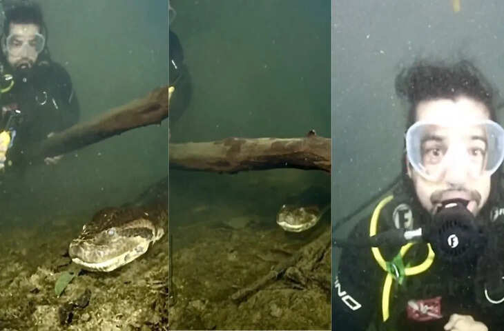 विशालकाय एनाकोंडा का आमना-सामना, वीडियो देखकर रोंगटे खड़े हो जाएं