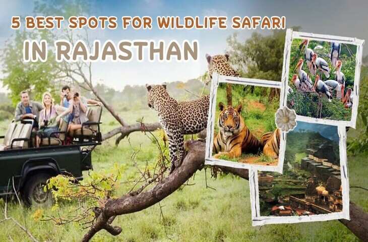 गर्मियों की छुट्टियों में लेना है वाइल्डलाइफ एडवेंचर का फुल मजा तो ये है राजस्थान के बेस्ट नेशनल पार्क, वीडियो में जाने सही समय और बेस्ट रोत&nbsp;
