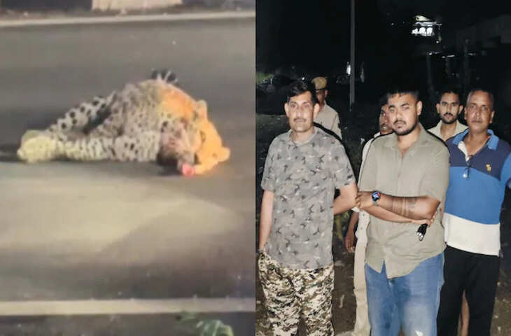 उदयपुर में घायल लेपर्ड की मौजूदगी, पुलिस और वन विभाग ने संभाला मामला