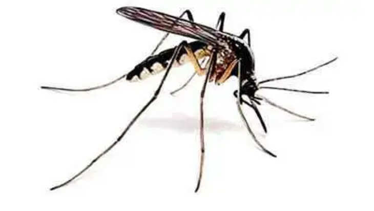 डेंगू के मामले बढ़े    आधिकारिक रिकॉर्ड के अनुसार, इंदौर में नवंबर के दूसरे सप्ताह में डेंगू के मामलों में वृद्धि देखी गई है, क्योंकि पहले सप्ताह में कम रिपोर्टिंग हुई है। मलेरिया कार्यालय के रिकॉर्ड से पता चलता है कि जिले में 7 से 14 नवंबर के बीच 94 डेंगू के मामले दर्ज किए गए थे, जो 1 नवंबर से 7 नवंबर के बीच 24 संक्रमणों की तुलना में अधिक थे। पहले सप्ताह में, अधिकारियों ने 1 नवंबर को किसी भी मामले की रिपोर्ट नहीं की। 3 और 4 छुट्टियों के कारण, कुल मामलों की संख्या में भारी कमी आई है। जिला मलेरिया अधिकारी दौलत पटेल ने कहा, 'छुट्टियों के दिन फील्ड टीमें काम नहीं करती हैं, इसलिए इन दिनों सैंपल कलेक्शन और सर्वे का काम नहीं किया जाता है. इंदौर नगर निगम (आईएमसी) के 85 वार्डों में औसतन आठ से दस हजार घरों में फॉगिंग और सर्वेक्षण के लिए मलेरिया अधिकारियों के साथ 12 टीमें हैं। पटेल ने आगे कहा, 