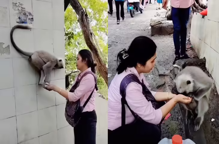 प्यास से परेशान लंगूर की महिला ने ऐसे की मदद, दिल छू लेने वाला वीडियो सोशल मीडिया पर हुआ वायरल