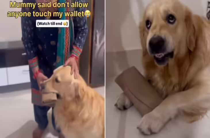 डॉगी को पैसों से भरा पर्स देकर गई महिला, जब 'चोर' आए तो बेजुबान ने दिखाई ऐसी वफादारी कि इंटरनेट पर छा गया