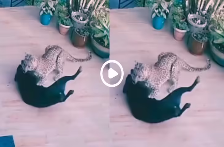 रॉटविलर बनाम तेंदुआ! घर के अंदर हुई जानलेवा लड़ाई, वीडियो देख दहल उठा इंटरने