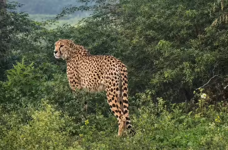 कूनो नेशनल पार्क से चीता राजस्थान के बारां जिले में घूम रहा, वीडियो में जाने ग्रामीणों में दहशत