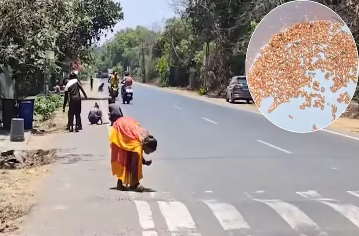 वलसाड में अफवाह से मची अफरा-तफरी: सड़क पर चमकते टुकड़ों को सोना समझकर जुटी भीड़