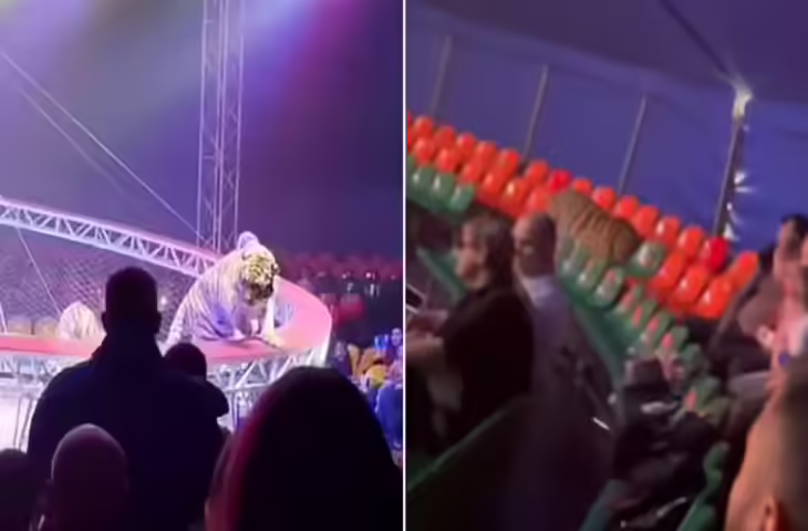 सर्कस में टाइगर का खौफनाक स्टंट वीडियो वायरल, रशिया की घटना ने बढ़ाई दर्शकों की चिंता