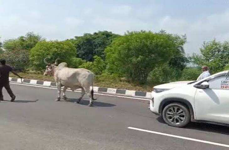 31 लाख की नई इनोवा बैल से खिंचवाई, 5 महीने से RC नहीं बनने पर मालिक ने शोरूम के सामने किया अनोखा विरोध